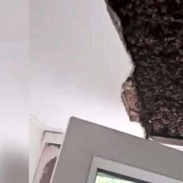 img-1091 Descoperire uluitoare sub tavanul unei case din Scoția