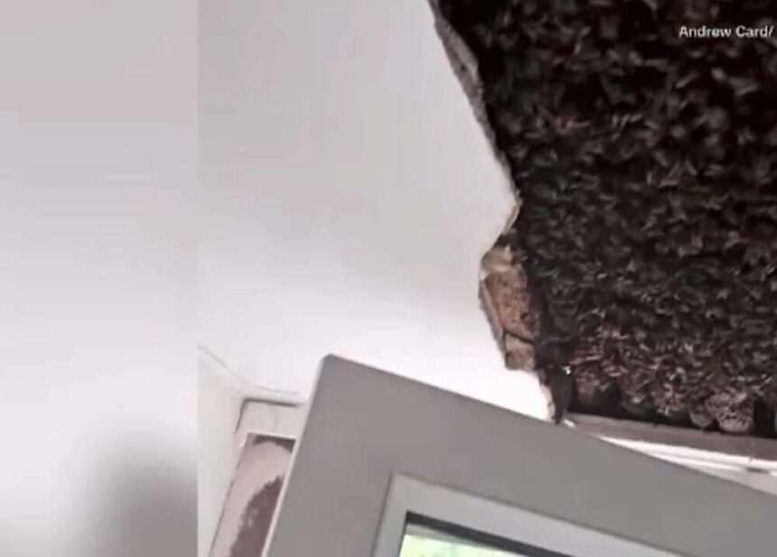 img-1091 Descoperire uluitoare sub tavanul unei case din Scoția