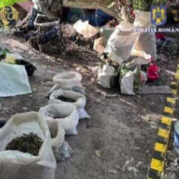 Descinderea mascaților pe o plantație de canabis din Suceava