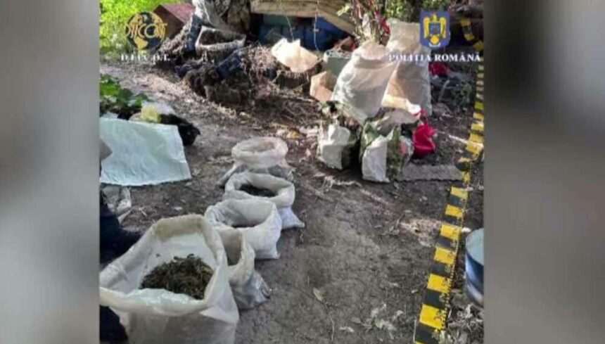 Descinderea mascaților pe o plantație de canabis din Suceava