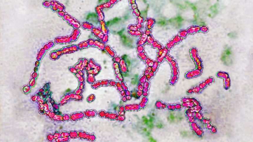 img-116 Bacterie ‘mâncătoare de carne’ face ravagii în Japonia