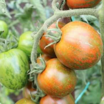 img-129 Cercetătorii de la Buzău au creat roșia cherry tricoloră, care crește până la 5 metri