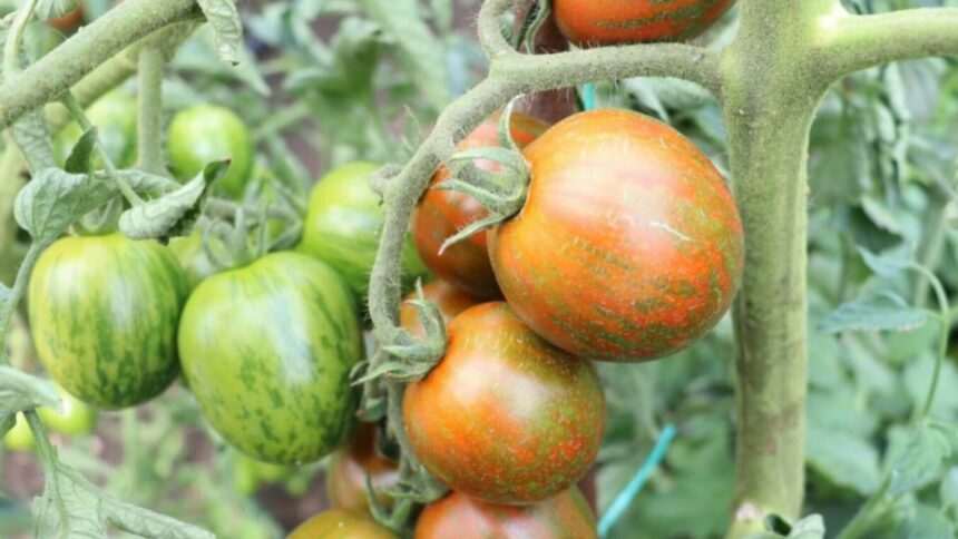 img-129 Cercetătorii de la Buzău au creat roșia cherry tricoloră, care crește până la 5 metri