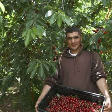 Zilierii din județul Vaslui care câștigă 100 euro pe zi la culesul cireșelor