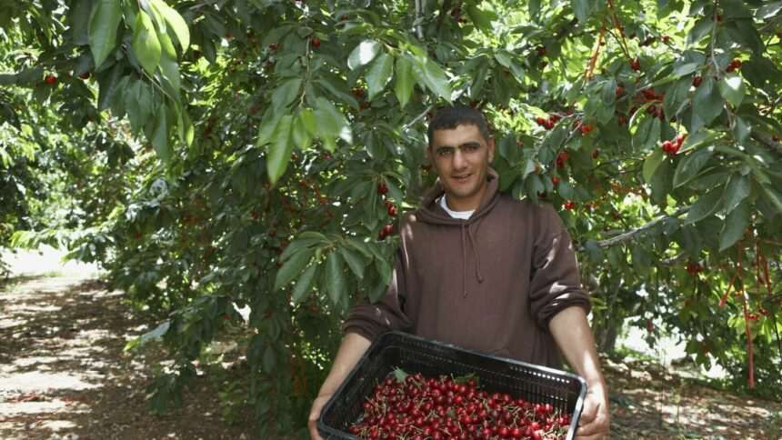 Zilierii din județul Vaslui care câștigă 100 euro pe zi la culesul cireșelor