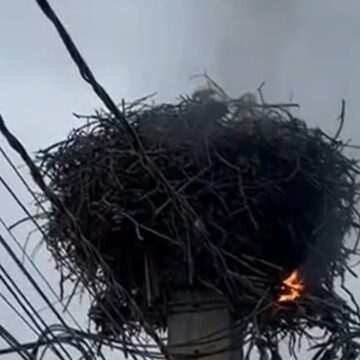 img-287 Incendiu la un cuib de berze în Alba