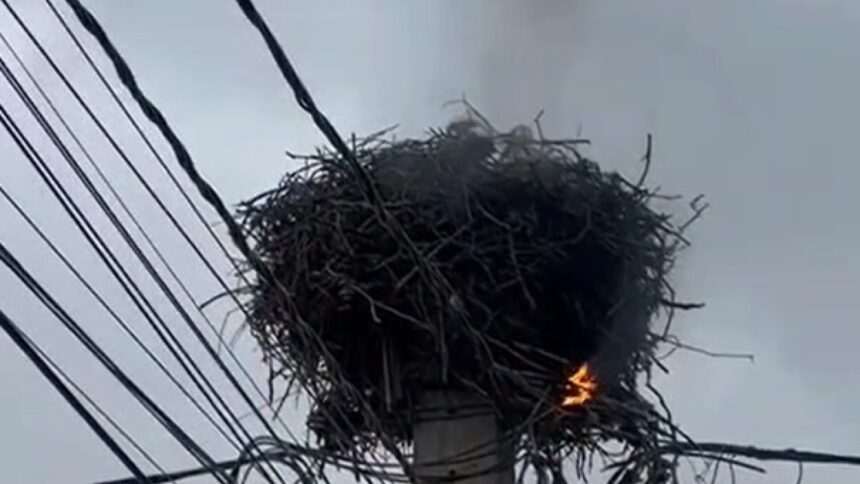 img-287 Incendiu la un cuib de berze în Alba