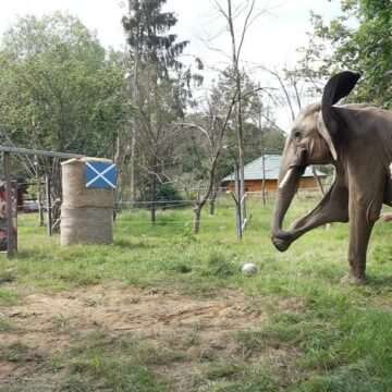 img-292 Pronosticul lui „Bubi” pentru meciul de deschidere de la EURO 2024