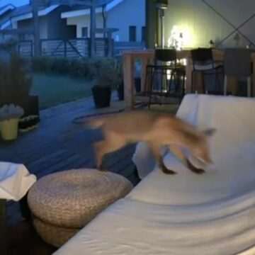 img-382 Animalele sălbatice se apropie tot mai mult de orașe. Recomandările specialiștilor