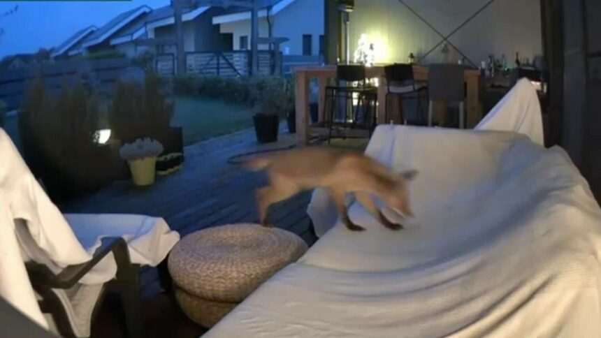 img-382 Animalele sălbatice se apropie tot mai mult de orașe. Recomandările specialiștilor