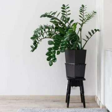img-401 Totul despre Zamioculcas zamiifolia, sau planta ZZ