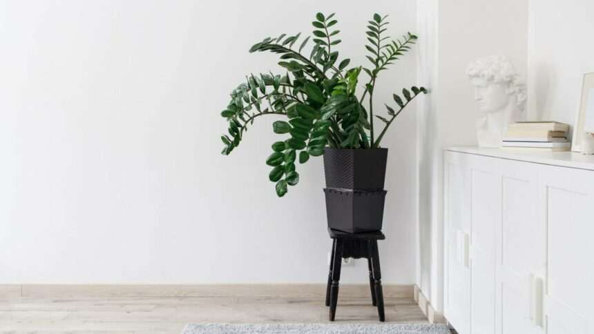 img-401 Totul despre Zamioculcas zamiifolia, sau planta ZZ