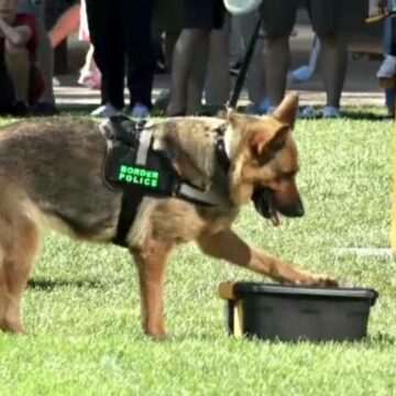 img-414 Iubitorii de animale și-au dat întâlnire în Iași. Câinii polițiști au fost vedetele evenimentului