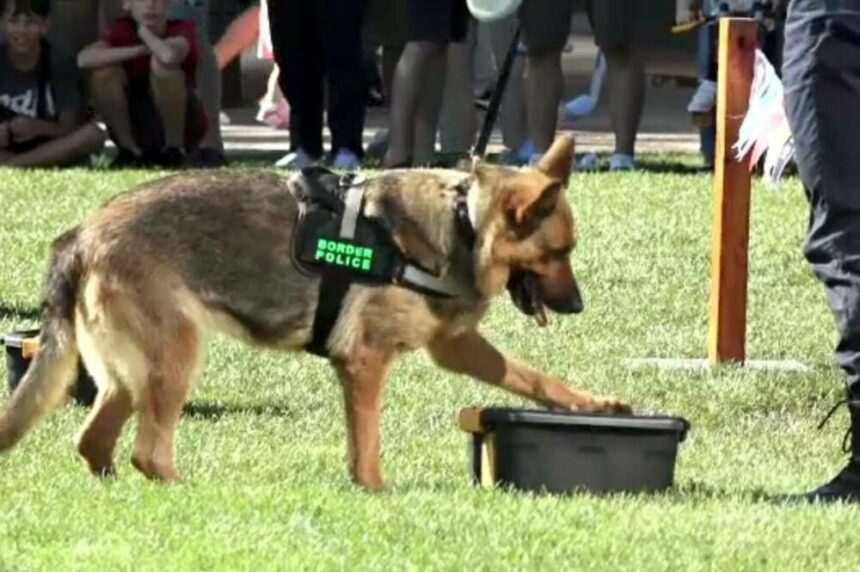 img-414 Iubitorii de animale și-au dat întâlnire în Iași. Câinii polițiști au fost vedetele evenimentului