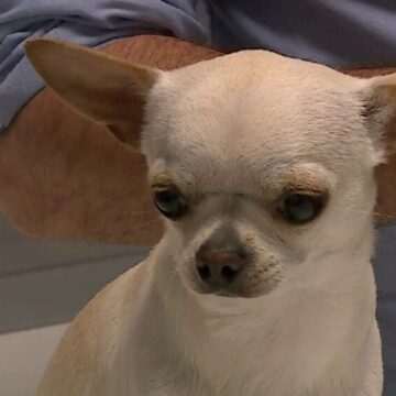 img-490 Cum să îți protejezi animalele de caniculă