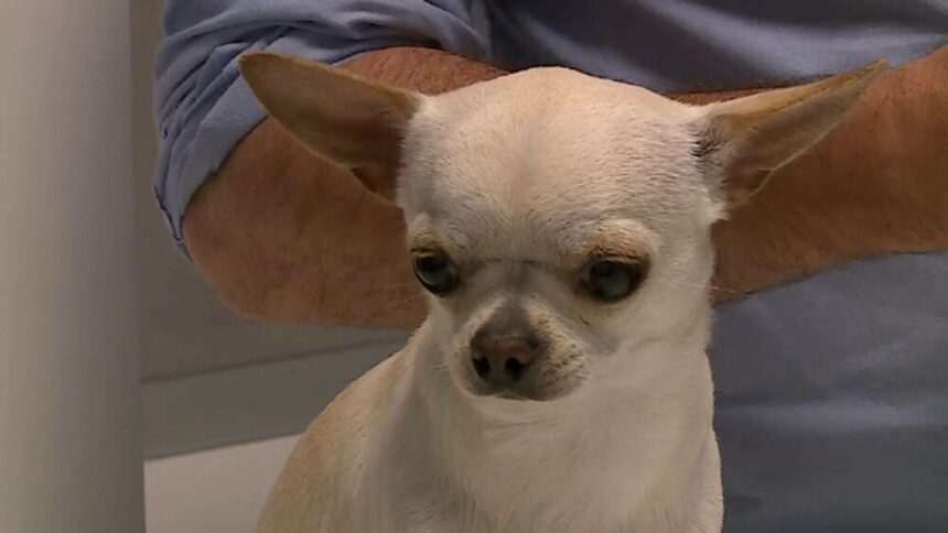 img-490 Cum să îți protejezi animalele de caniculă