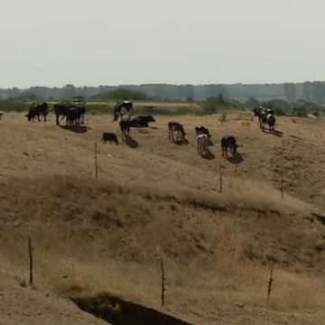 img-516 Recolta de grâu și orz în anul agricol atipic