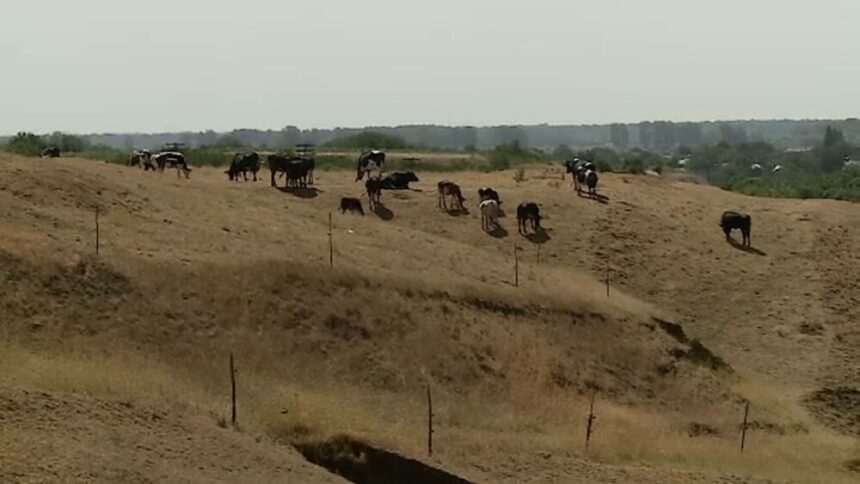 Recolta de grâu și orz în anul agricol atipic