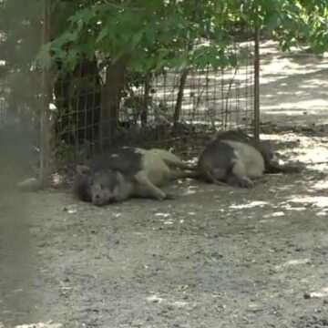 img-565 Impactul caniculei asupra animalelor din grădinile zoologice