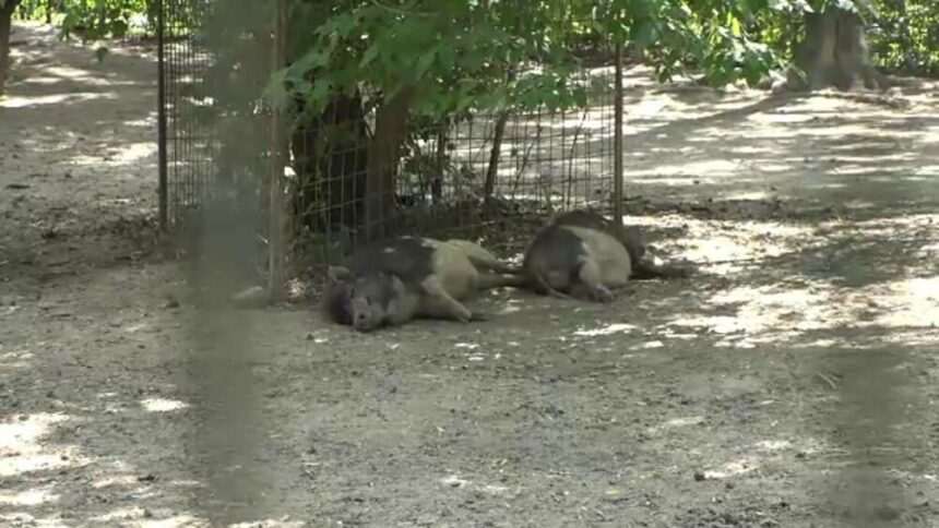 img-565 Impactul caniculei asupra animalelor din grădinile zoologice