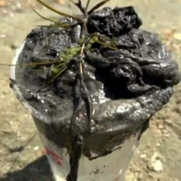 img-579 Aproape s-a lămurit misterul petelor negre ca o mâzgă care au invadat litoralul