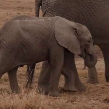 Elefanţii se strigă unii pe alţii folosindu-se de nume