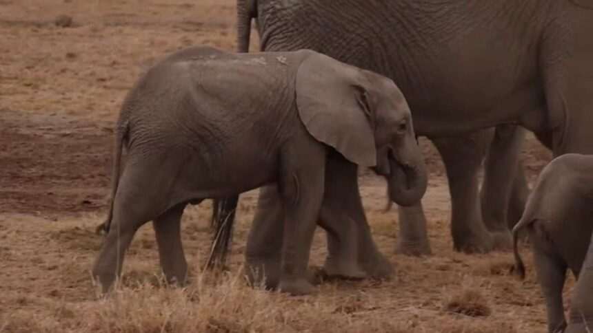 img-69 Elefanţii se strigă unii pe alţii folosindu-se de nume