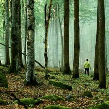 img-722 Supraviețuire în pădure: povestea unui bărbat rătăcit timp de 10 zile urmărit de o pumă