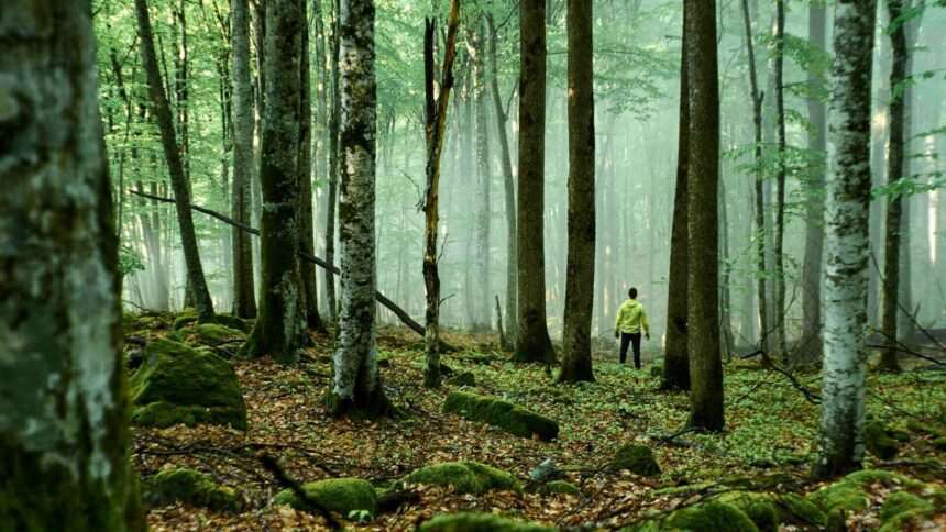 img-722 Supraviețuire în pădure: povestea unui bărbat rătăcit timp de 10 zile urmărit de o pumă