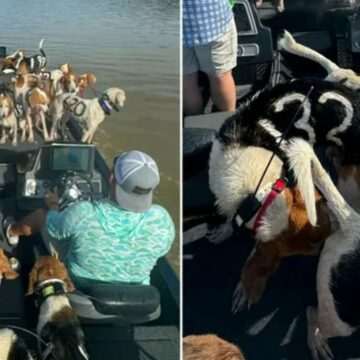 img-764 Prietenia care a salvat 38 de câini pe Lacul Grenada