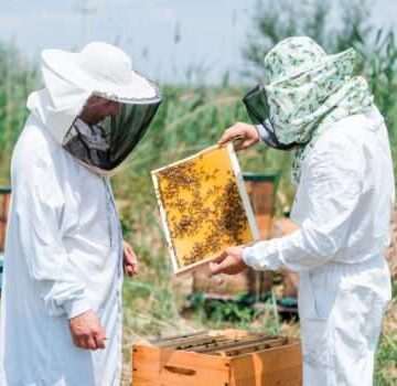 Depunerea cererilor de plată pentru sectorul apicol 2024