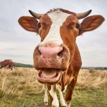 Danemarca introduce taxe pe gazele vacilor