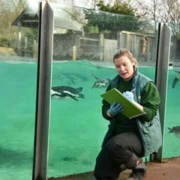 img-98 Populația de pinguini Humboldt în pericol de dispariție