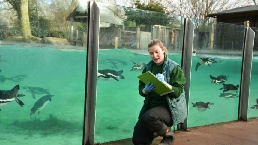 img-98 Populația de pinguini Humboldt în pericol de dispariție