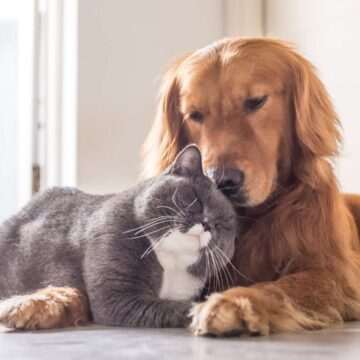 Paraziții externi, o amenințare majoră pentru animalele de companie în contextul schimbărilor climatice