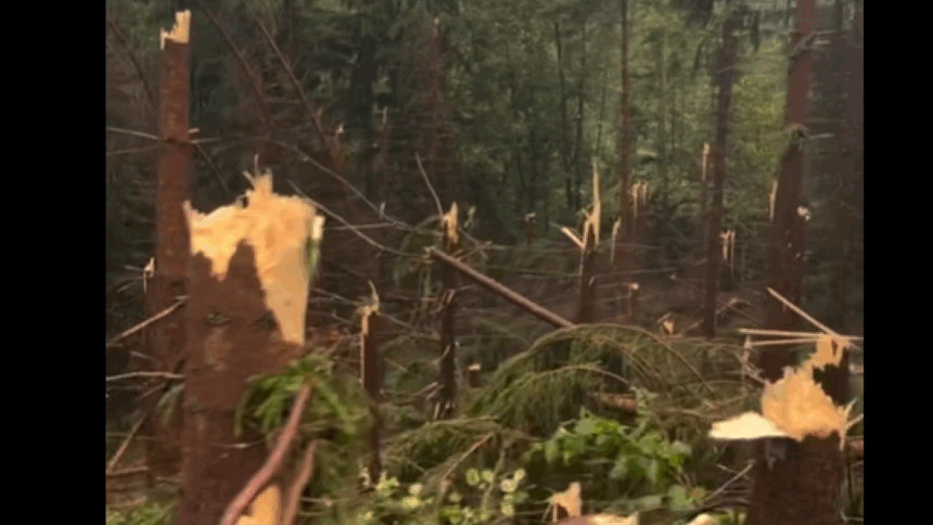 img-1 Furtuna devastatoare în Maramureș: o pădure a fost pusă la pământ în doar 10 minute