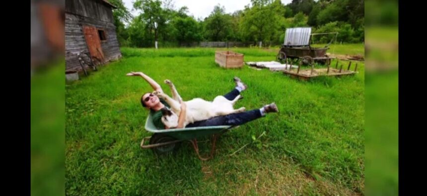 img Cum să îți protejezi animalul de companie în zilele caniculare