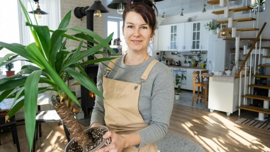 img Yucca – una dintre cele mai populare plante de apartament: secretele și îngrijirea corectă