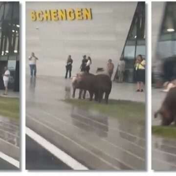 img-111 Porcii de la Aeroportul Timișoara