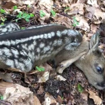 img Animalele sălbatice suferă din cauza caniculei în Dolj