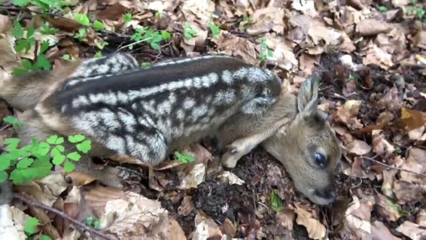 img Animalele sălbatice suferă din cauza caniculei în Dolj