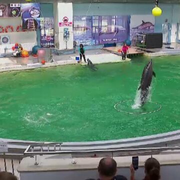 img Tragedie la Delfinariul din Constanța: Primul pui de delfin născut în captivitate a murit la doar 4 luni