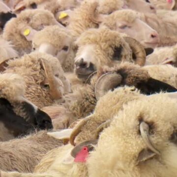 Alertă printre crescătorii de oi din țară