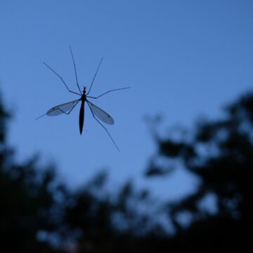 img Primul caz de infectare cu virusul West Nile din acest sezon în București