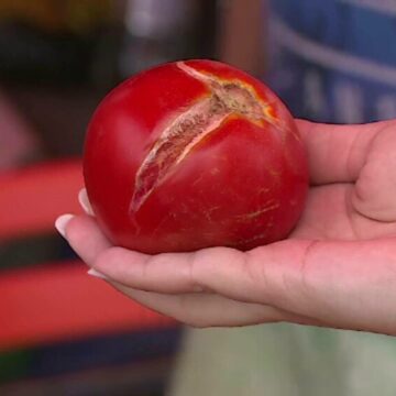 img Impactul temperaturilor ridicate asupra prețului roșiilor românești