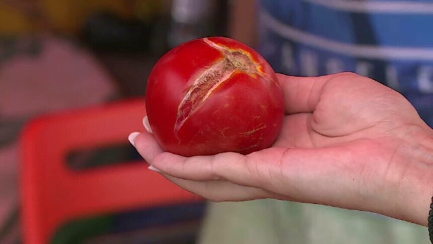 img Impactul temperaturilor ridicate asupra prețului roșiilor românești