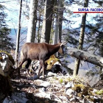 img Caprele negre din Munții Apuseni