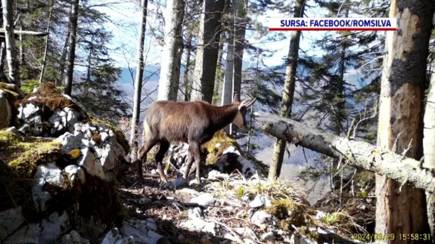 img Caprele negre din Munții Apuseni