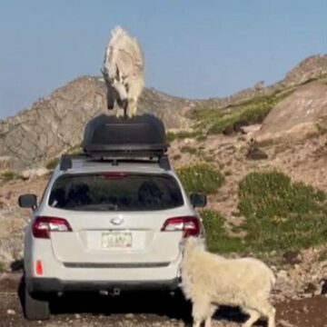 img Caprele care au transformat o mașină în ring de dans