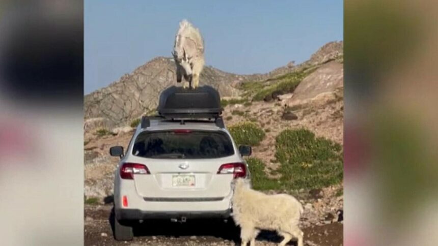 Caprele care au transformat o mașină în ring de dans